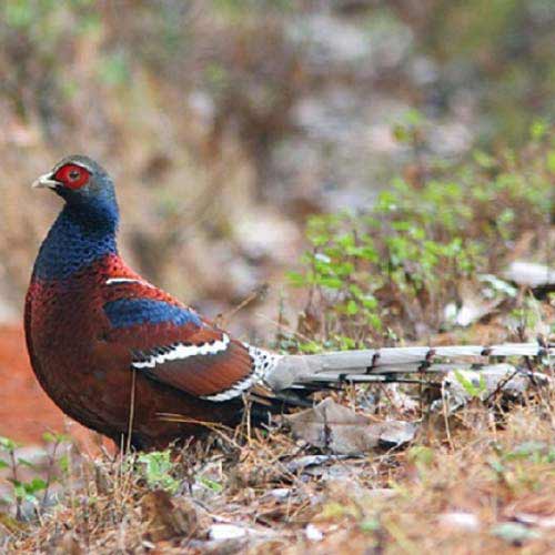 Фазан хьюма от птичий питомник Кеклик с доставкой по Украине Фазан хьюма от птичий питомник Кеклик с доставкой по Украине