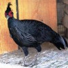 Фазан непальский от птичий питомник Кеклик с доставкой по Украине