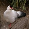 Фазан ушастый белый от птичий питомник Кеклик с доставкой по Украине