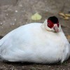Фазан ушастый белый от птичий питомник Кеклик с доставкой по Украине