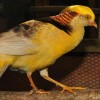 Фазан золотой желтый от птичий питомник Кеклик с доставкой по Украине