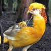 Фазан золотой желтый от птичий питомник Кеклик с доставкой по Украине