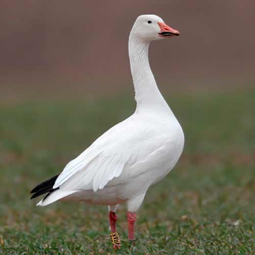 Гусь полярный от птичий питомник Кеклик с доставкой по Украине