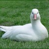 Гусь полярный от птичий питомник Кеклик с доставкой по Украине