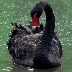 Лебедь черный от птичий питомник Кеклик с доставкой по Украине
