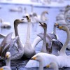 Лебедь кликун от птичий питомник Кеклик с доставкой по Украине
