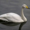 Лебедь кликун от птичий питомник Кеклик с доставкой по Украине