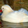 Утка мандаринка белая от птичий питомник Кеклик с доставкой по Украине
